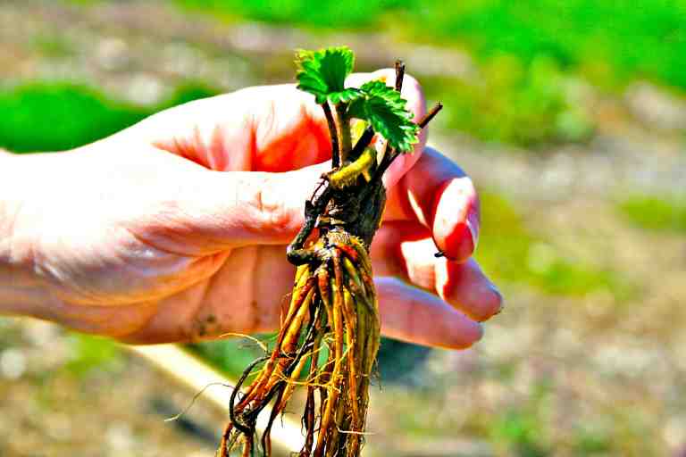 Catherine holds a bare-rooted Earliglow strawberry plant, sourced from Johnny's Seeds. 
