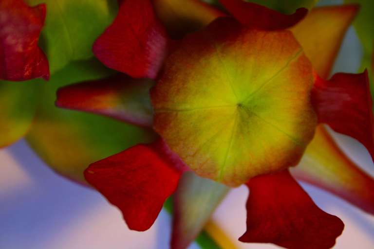 The puffy center shields the anthers.