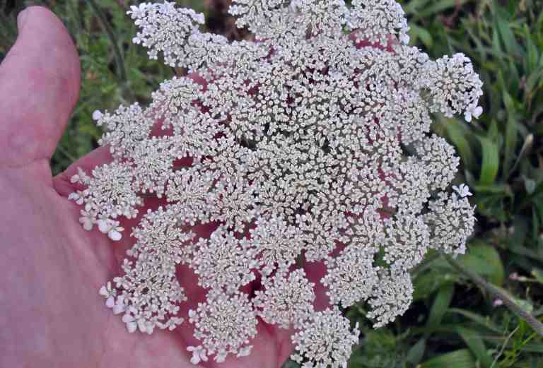 The non-native Queen Anne's Lace (Daucus carota) often accompanies the Texas thistle, because it likes dry, open areas.