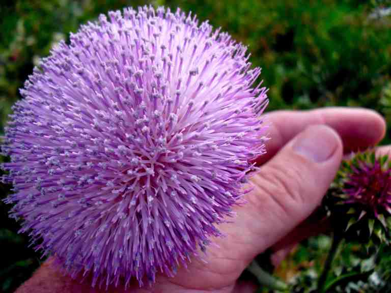 It looks good enough to eat - like one of those coconut-covered marsh mellow balls - but the edible thistle is Cirsium edule.