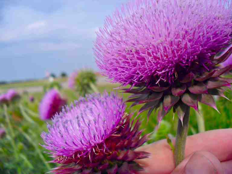 Thousands upon thousands of Texas thistle thrive in the arid North Texas landscape.