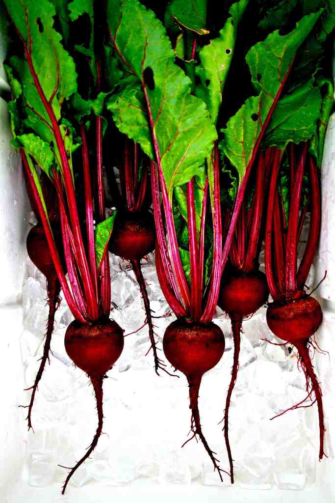 Beet bonanza. These beets were grown from seed obtained from the Thomas Jefferson Center for Historic Plants. Early Blood Turnip Root (Betas vulgaris, family Amaranthaceae).