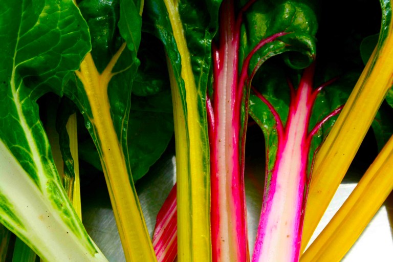 The Rainbow harvest is just beginning.