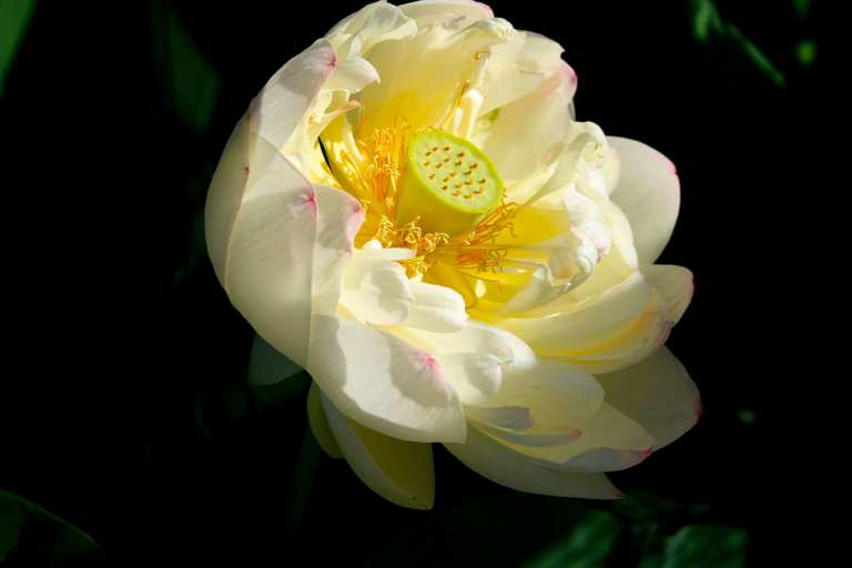 Sacred Lotus 1,  Lotus nelumbo,  ’Mrs. Perry D. Slocum."