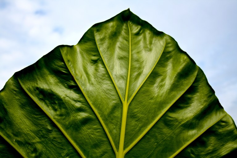 The dramatic, exotic Alocasia Calidora, "Persian Palm", at Lewis Ginter Botanical Garden is reaching it's apex.