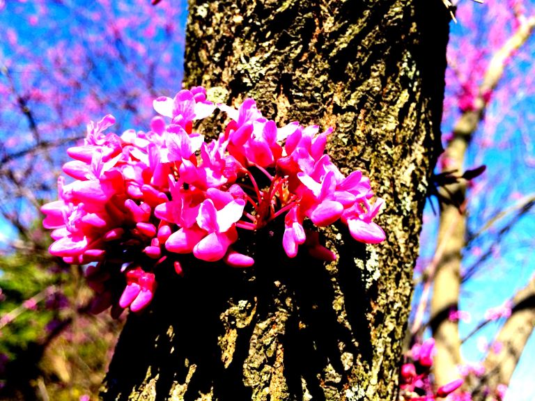 Definitely fluorescent.