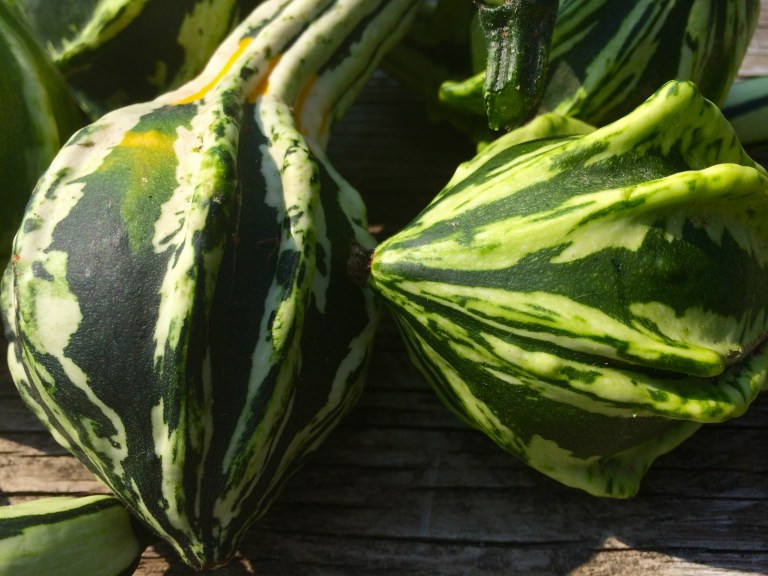 Long neck gourd close-up.