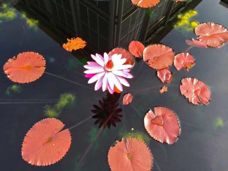 "Red Flare" tropical water lily, family Nymphaeaceae. Location: Reflecting pond at entrance to Lewis Ginter Botanical Garden conservatory.