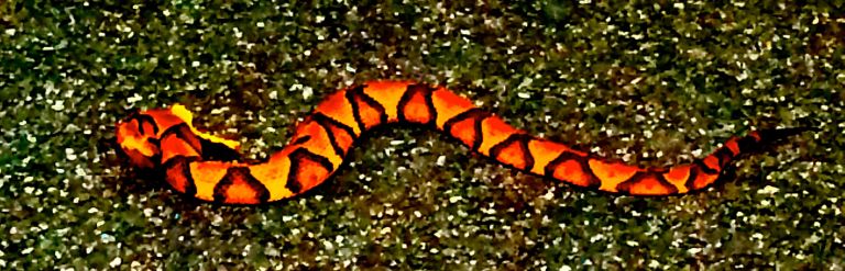 Why is this image "pixellated"? It's because the image was cropped and enlarged. Would you attempt a close-up with an iPhone lens?