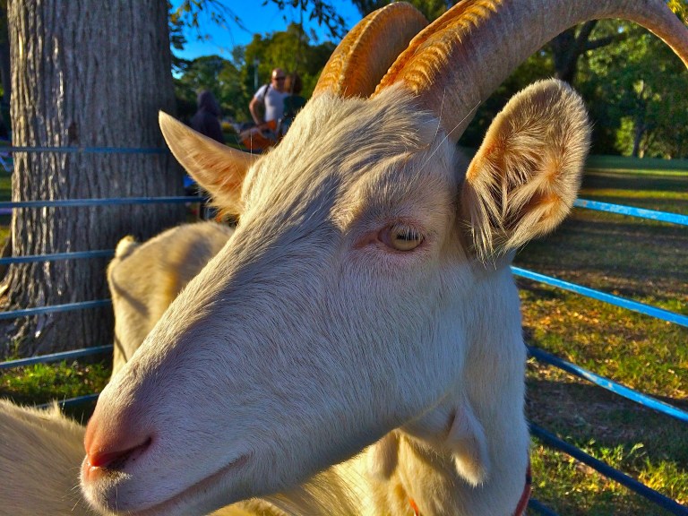 In truth, this boy/girl buck/doe (no attempt was made to determine gender - it really didn't matter) is actually a real sweetheart, patiently and passively submitting to lots of petting from the kids. No pun intended.