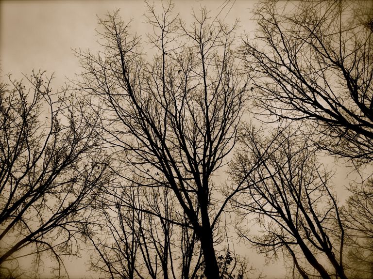 Pre Spring Treeline 2016