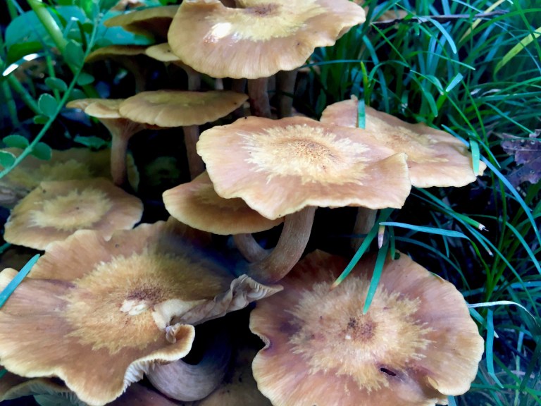 Funky Fall Fungi 2